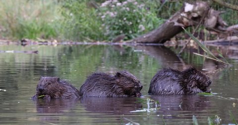 The Eurasian beaver (Castor fiber). Three little babies standing in the shalow water and feeding branches. Group of cute animals in the typical habitat