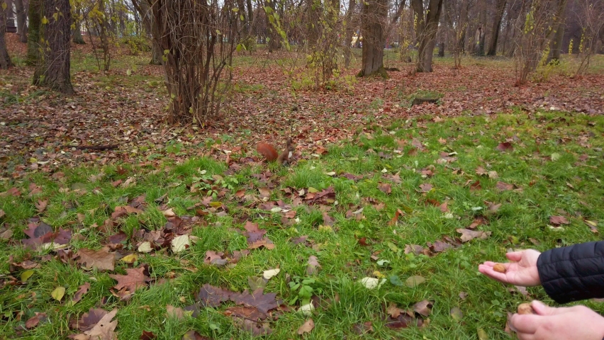 Squirrel in the autumn park. Feeding the squirrels with nuts. The squirrel holds a nut in its paws.