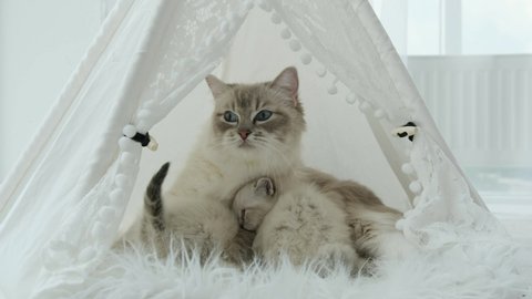 Fluffy ragdoll kittens with cat mother at home. Purebred feline family lying indoors. Kitty eats