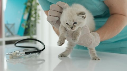 Girl veterinarian examining ragdoll kitten in the vet clinic. Young woman specialist cares about fluffy purebred kitty cat