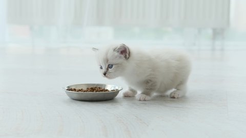 Fluffy ragdoll kitten with feed at home meows. Purebred kitty cat and bowl with food indoors