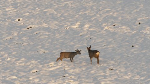 Cute Funny Fawn in Snow Winter. Roe Deer, Capreolus, Doe Feeding and Looking Around on Meadow. Wild Animal Roe Deer With Orange Fur Grazing on Snow Field Winter Nature. Wild Little Fawn in Nature.