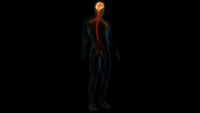 Central Organ of Human Nervous System Brain Anatomy Animation Concept. 3D