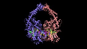 Human topoisomerase 2 beta in complex with DNA and anticancer drug mitoxantrone (magenta). Animated 3D model in two perpendicular projections, PDB 4g0v, black background.