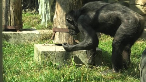 Zagabria , Croatia, - August 2021: large common chimpanzee eating in the Maksimir Park of Zagabria zoo. Pan troglodytes species.