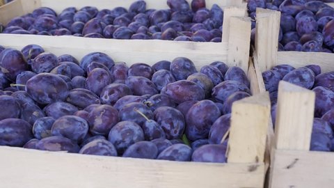purple plums harvest close up