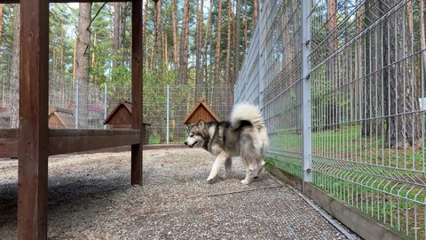 A beautiful and kind shepherd dog Alaskan malamute walks in an aviary behind bars and looks with intelligent eyes. Closed aviary with a wooden stand in nature.