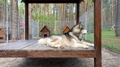 A beautiful and kind shepherd dog Alaskan malamute lies in an aviary behind bars and looks with intelligent eyes. Closed aviary with a wooden stand in nature.