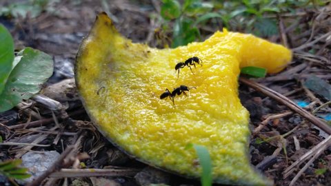 Mango skin becomes food for black ants.