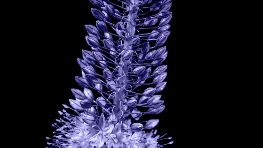 Toned in Violet Flower Eremurus Blooming in Time Lapse on a Black Background. Foxtail Lily or Eremurus Stenophyllus. Color of the Year 2022 Very Peri Royalty-Free Stock Footage #1083677167