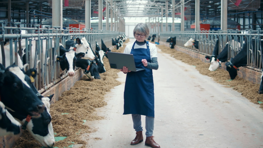 Cowshed with livestock and a female worker holding a laptop
