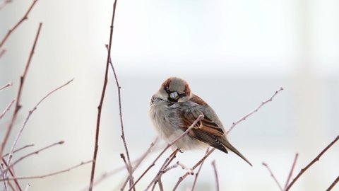 A sparrow in winter sits on the branches of a bush against the backdrop of the city. Close-up.