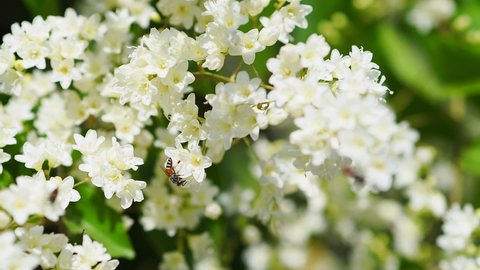 The bees are eating the nectar of flowers and collecting pollen from the bouquet of Snow Creeper.