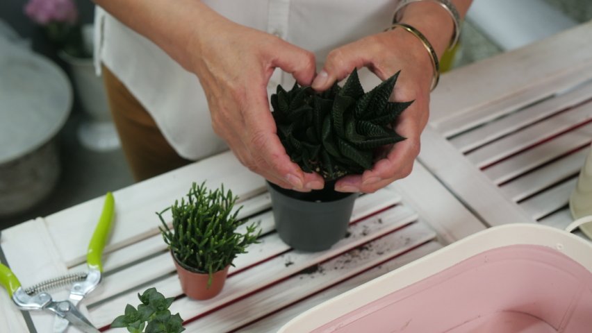 Florist hands transplanting succulent cactus to flower pot in studio. Female gardener splitting home cactus while replanting pot in flower workshop