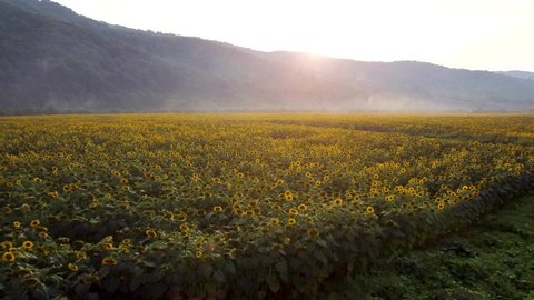Drone video of sunflower field in a beautiful evening sunset. Aerial view of sunflowers in summer evening day. Agriculture sunflower field.