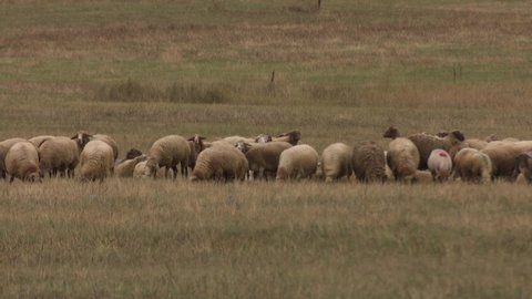 flock of sheep in the pasture
