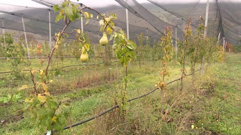 Large pear farm with anti-hail system
