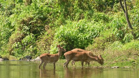 Three female Eld's Deer moving to the bank of the stream while two grazing and the other looking around, Panolia eldii, Huai Kha Kaeng Wildlife Sanctuary, Thailand.