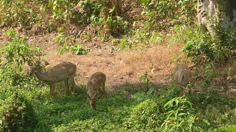 Three female Eld's Deer grazing under the shadow of a tree during a hot summer day, Panolia eldii, Huai Kha Kaeng Wildlife Sanctuary, Thailand.