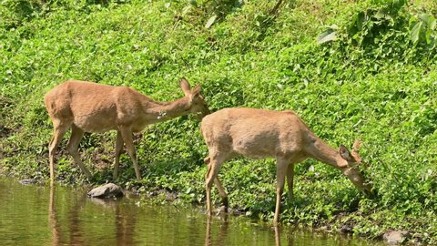 Two female Eld's Deer seen grazing on the side of the stream where the grass is greener and healthy, Panolia eldii, Female, Huai Kha Kaeng Wildlife Sanctuary in Thailand.