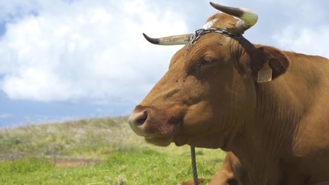 A Brown Cow Relaxes in a Beautiful Green Landscape Nearby The Ocean on a Windy Day in Slow Motion