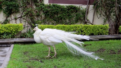 White peacock perching on the grass and walking in the garden, beautiful bird with white plumage, variant of peacock with white feathers.