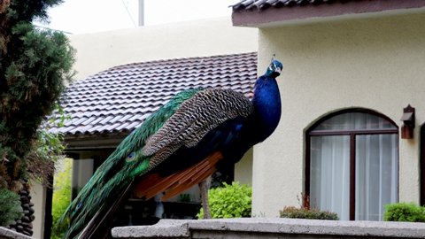 Beautiful peacock standing on a fence in front of a house, bird walking, peacock moving on a wall, bird of beautiful iridescent blue and green colors.