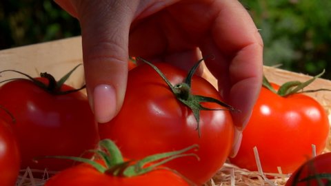 Close-up panorama of the hand putting red tomatoes in a wooden box with shavings