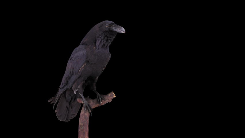 Crow on Tree 4K Alpha channel included
