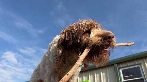 Low angle view of hairy dog chewing and biting stick outside against blue color sky on sunny day at canine enrichment center. Meeting instinctual needs 
