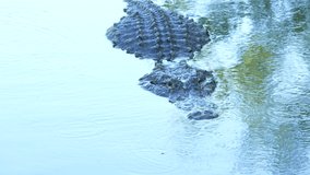 Alligator swimming in lake during gentle rain