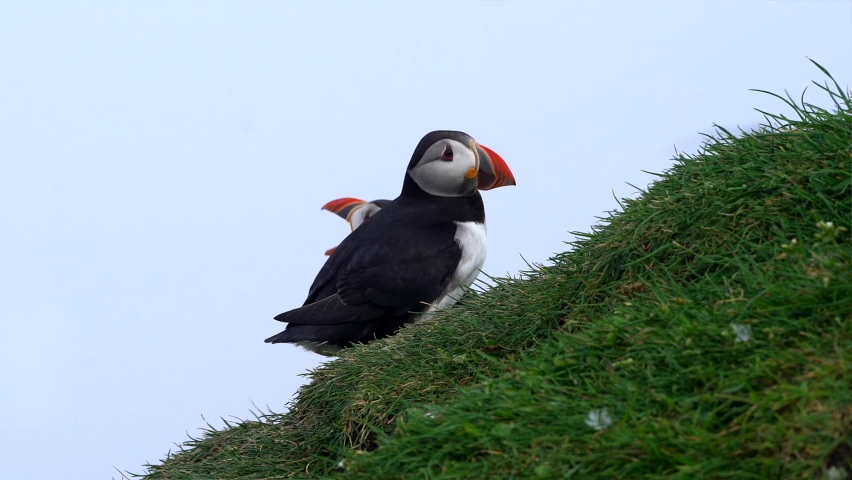 Close up view of the beautiful Puffins  -Fratercula- in the natural environment in the Mykines island -Faroe Islands