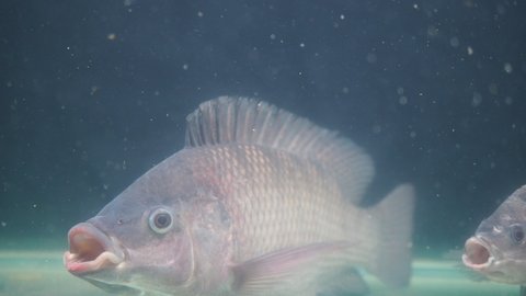 Live tilapia fish in an aquarium in a supermarket
