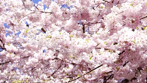 cherry blossom with pink flowers in spring nature, slow motion, bloom