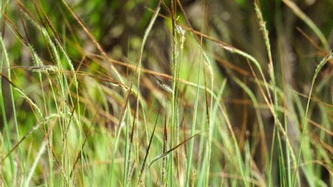 Nassella neesiana (also called Chilean needle grass, Chilean needlegrass, Chilean speargrass, spear grass, Uruguayan tussockgrass) on nature. 