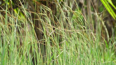 Nassella neesiana (also called Chilean needle grass, Chilean needlegrass, Chilean speargrass, spear grass, Uruguayan tussockgrass) on nature. 