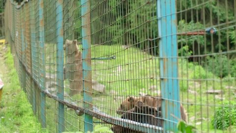 Brown bears in a rehabilitation center after bullying at the zoo.