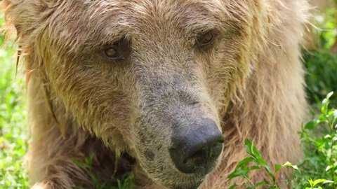 Close up of brown bear face with sad look in forest.