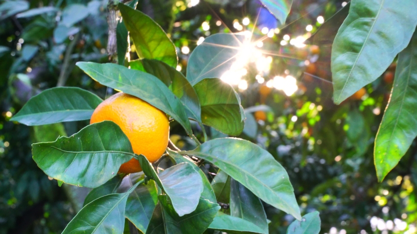 Ripe juicy sweet tangerines on a tree in a citrus garden, selective focus. The sun's rays are shining. tangerine, oranges. fresh ripe fruits on the tree Royalty-Free Stock Footage #1083712810