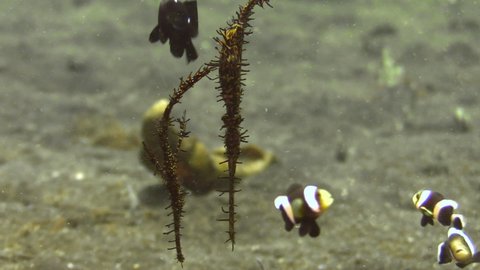 couple of ornate ghost pipefish hovering upside down over sandy bottom upside down, surrounded by agitated clarks anemone fish and threespot dascyllus, closeup shot showing all body parts