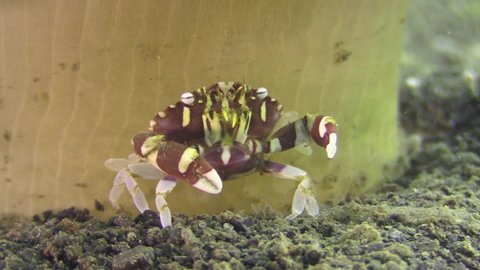 harlequin swimming crab facing camera anding milling tools. Looks like it is waving. in the back the trunk of a solitary soft coral