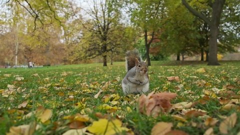 Close up grey squirrel foraging on a lawn in slow motion