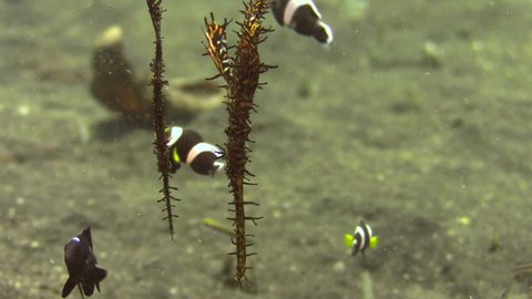couple of ornate ghost pipefish hovering over sandy bottom upside down, surrounded by clarks anemone fish and threespot dascyllus