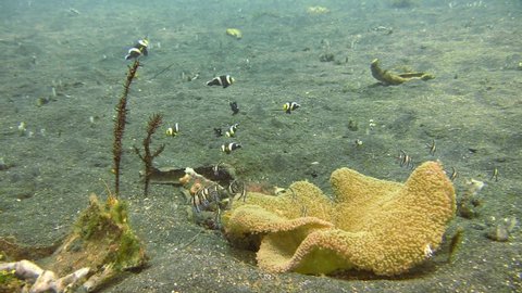 couple of ornate ghost pipefish hovering next to a mushroom coral upside down, surrounded by clarks anemone fish, threespot dascyllus and banggai cardinalfish, long shot