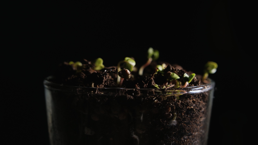MACRO SHOT: plant seeds germinating in a transparent glass on a dark background. Timelapse of the stages of development of seedlings. Trembling micro greens of a radish reaching for the light. | Shutterstock HD Video #1083718483