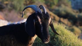goat is grazing fresh grass slow motion footage video