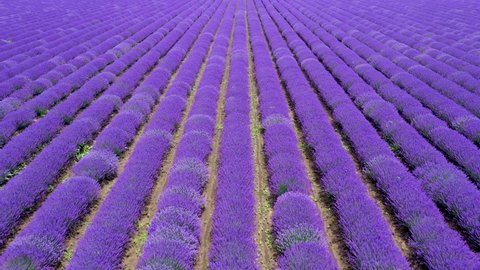 4k Aerial View Lavender Field Purple Flowers Beautiful Agriculture. Top view lavender field near Dobrich, Bulgaria