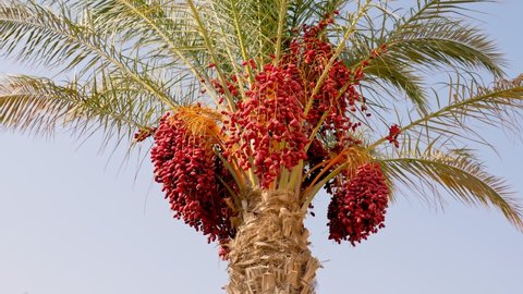 dates. date palm. large clusters of ripe burgundy dates on a date palm.