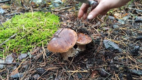 hand with knife cutting off beautiful cep in forest. Human hand cutting porcini mushrooms with knife. Female hand cutting couple of edible mushrooms in forest. Ingredients for delicacies. Natural food
