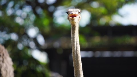 Close up shot of an ostrich head and neck on a bright sunny day with blur nature background. Ostrich looking at the camera.